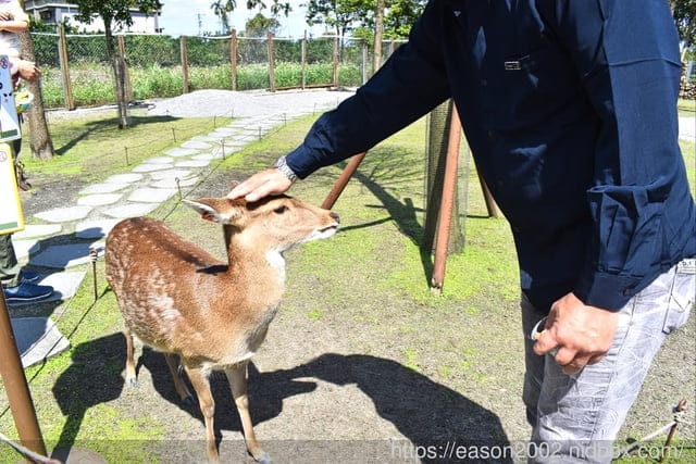 宜蘭冬山景點推薦 | 斑比山丘 Bambi Land 與可愛的小鹿近距離接觸 漫步於鹿群之間