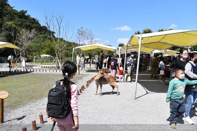 宜蘭冬山景點推薦 | 斑比山丘 Bambi Land 與可愛的小鹿近距離接觸 漫步於鹿群之間