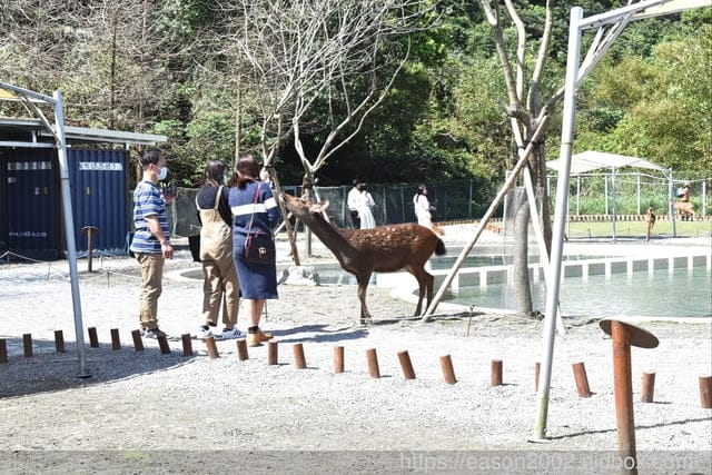 宜蘭冬山景點推薦 | 斑比山丘 Bambi Land 與可愛的小鹿近距離接觸 漫步於鹿群之間