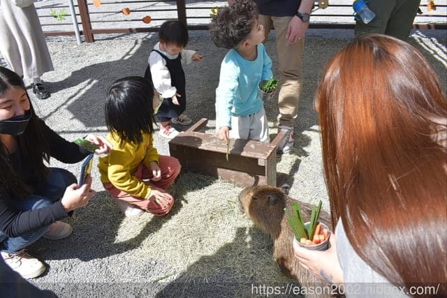 宜蘭冬山景點推薦 | 斑比山丘 Bambi Land 與可愛的小鹿近距離接觸 漫步於鹿群之間