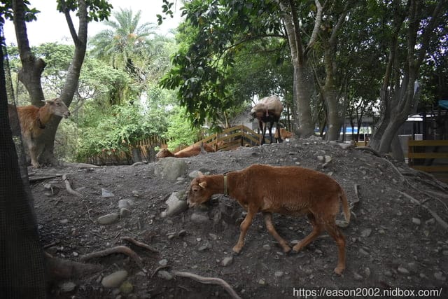 宜蘭景點 | 水岸森林物語-可愛動物園區 與小動物親密接觸 熊貓羊、梅花鹿、羊駝、狐獴、 孔雀、梵天雞、紅腹錦雞、柯爾鴨、紅鶴、毛驢、水豚、笑笑羊、亞達伯拉象龜、兔豚鼠、 黑腹山羊、紅面番鴨(薑母鴨)
