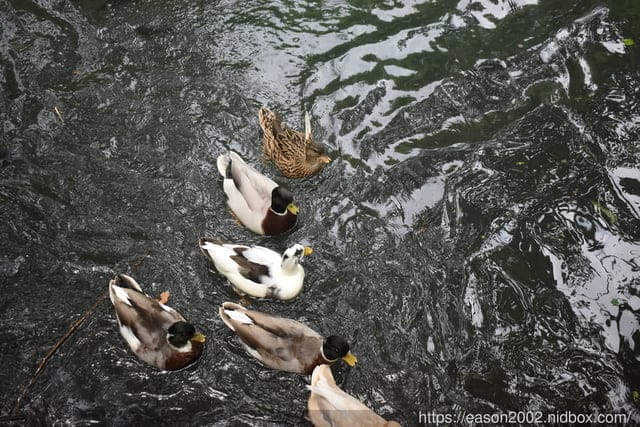 宜蘭景點 | 水岸森林物語-可愛動物園區 與小動物親密接觸 熊貓羊、梅花鹿、羊駝、狐獴、 孔雀、梵天雞、紅腹錦雞、柯爾鴨、紅鶴、毛驢、水豚、笑笑羊、亞達伯拉象龜、兔豚鼠、 黑腹山羊、紅面番鴨(薑母鴨)