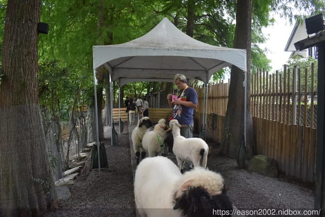 宜蘭景點 | 水岸森林物語-可愛動物園區 與小動物親密接觸 熊貓羊、梅花鹿、羊駝、狐獴、 孔雀、梵天雞、紅腹錦雞、柯爾鴨、紅鶴、毛驢、水豚、笑笑羊、亞達伯拉象龜、兔豚鼠、 黑腹山羊、紅面番鴨(薑母鴨)