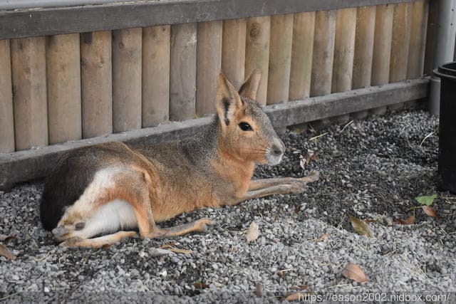 宜蘭景點 | 水岸森林物語-可愛動物園區 與小動物親密接觸 熊貓羊、梅花鹿、羊駝、狐獴、 孔雀、梵天雞、紅腹錦雞、柯爾鴨、紅鶴、毛驢、水豚、笑笑羊、亞達伯拉象龜、兔豚鼠、 黑腹山羊、紅面番鴨(薑母鴨)