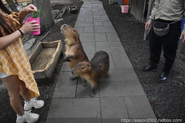 宜蘭景點 | 水岸森林物語-可愛動物園區 與小動物親密接觸 熊貓羊、梅花鹿、羊駝、狐獴、 孔雀、梵天雞、紅腹錦雞、柯爾鴨、紅鶴、毛驢、水豚、笑笑羊、亞達伯拉象龜、兔豚鼠、 黑腹山羊、紅面番鴨(薑母鴨)