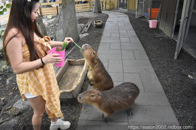 宜蘭景點 | 水岸森林物語-可愛動物園區 與小動物親密接觸 熊貓羊、梅花鹿、羊駝、狐獴、 孔雀、梵天雞、紅腹錦雞、柯爾鴨、紅鶴、毛驢、水豚、笑笑羊、亞達伯拉象龜、兔豚鼠、 黑腹山羊、紅面番鴨(薑母鴨)