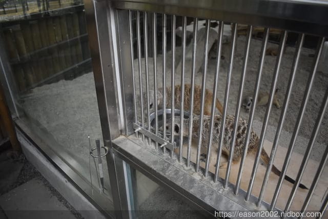 宜蘭景點 | 水岸森林物語-可愛動物園區 與小動物親密接觸 熊貓羊、梅花鹿、羊駝、狐獴、 孔雀、梵天雞、紅腹錦雞、柯爾鴨、紅鶴、毛驢、水豚、笑笑羊、亞達伯拉象龜、兔豚鼠、 黑腹山羊、紅面番鴨(薑母鴨)