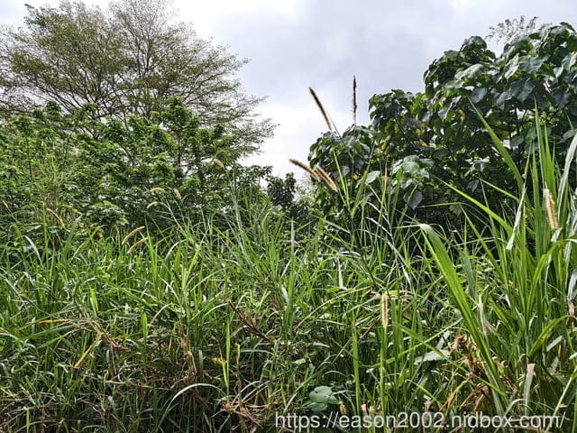 藤山步道伴手禮推薦 | 米香伯蛋黃酥-101米香 現場烘烤 熱呼呼 外皮酥脆，內層溫熱軟綿的紅豆餡 & 吃起來不乾巴巴的漸層鹹蛋黃
